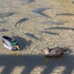 Fishduck Review: What It Is, Features, Safety, and Alternatives